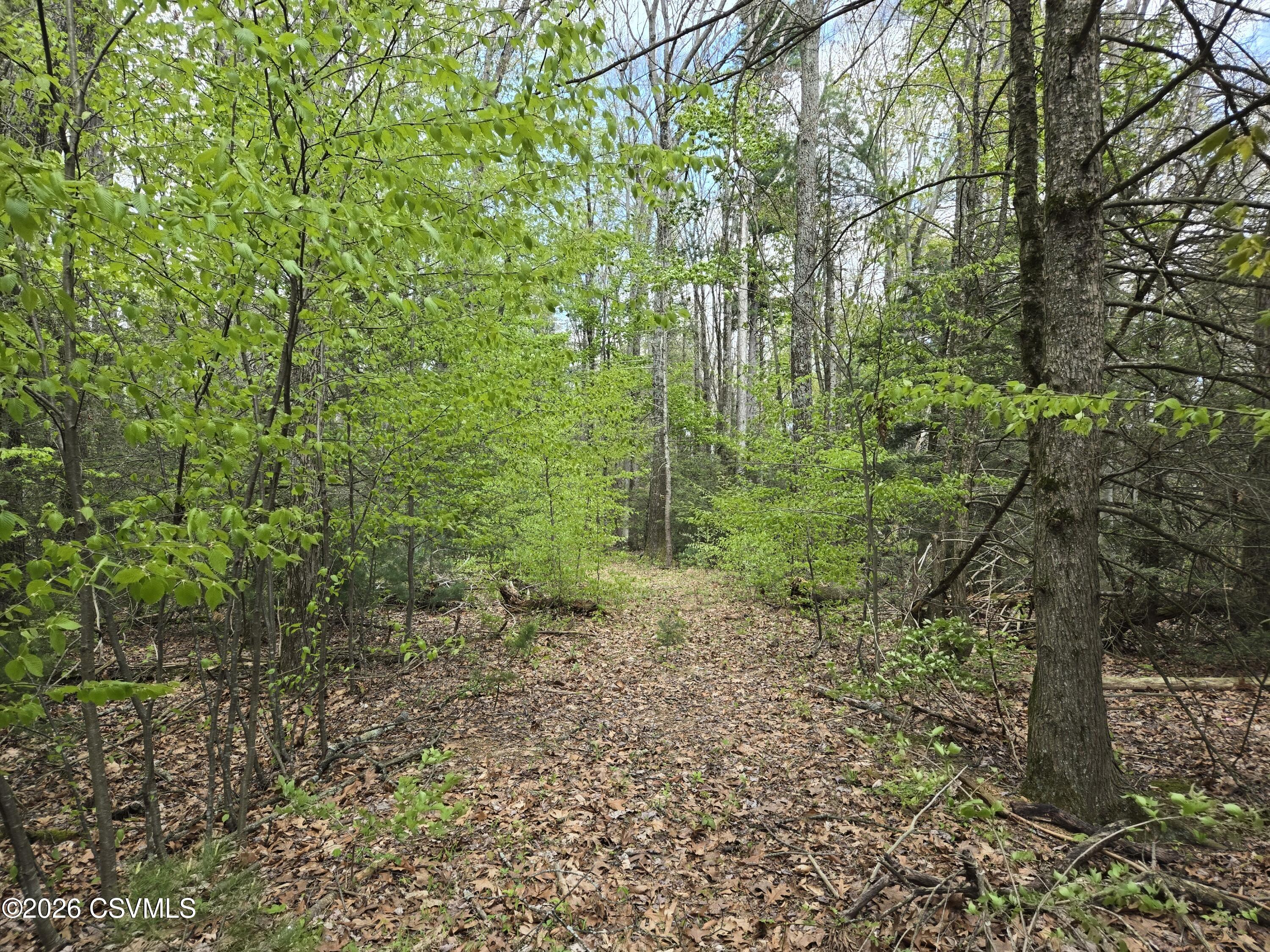 Silva lane