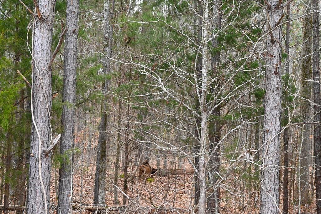 00 W Deadfall Road, Greenwood, South Carolina image 5