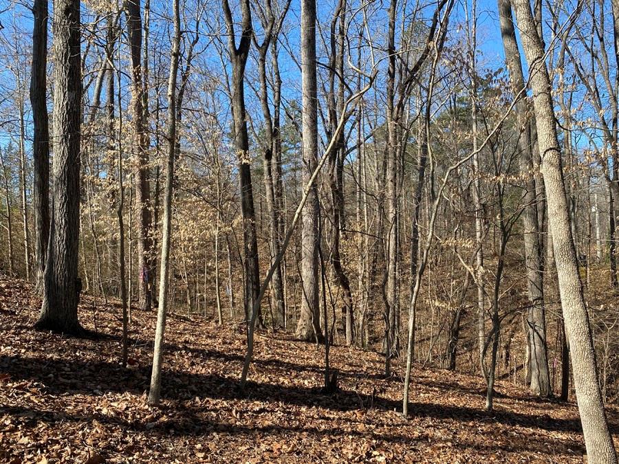 Lot 29 Knottywood Drive, Lavonia, Georgia image 5