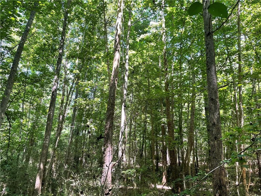 300 Oak Tree Drive, Honea Path, South Carolina image 3