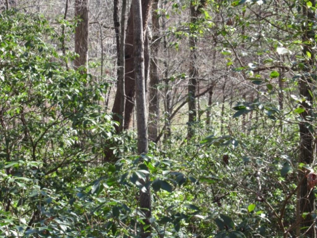 306 Woodmere Drive, Pickens, South Carolina image 14