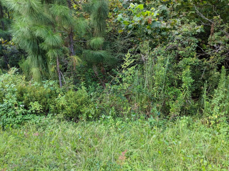 High and dry lot in flood zone X.