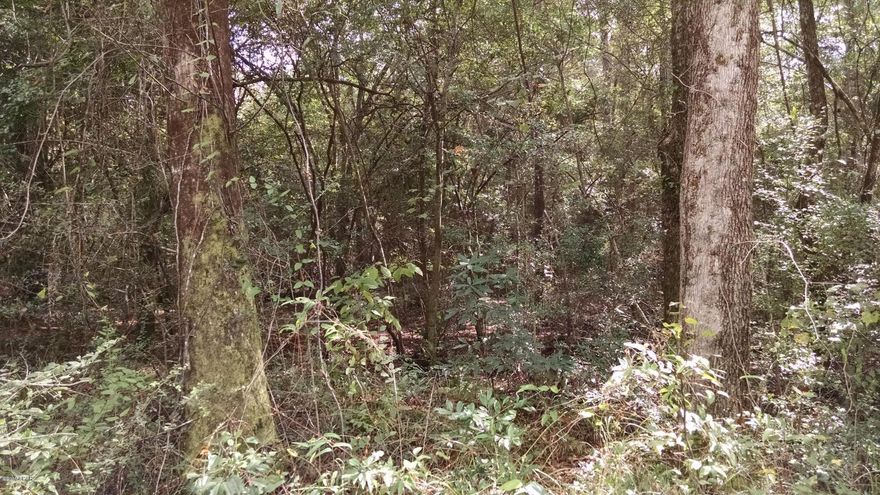 Wooded lot in the Caryville Camp Sites. Would make a great get away place, close to the River. Public Boat Landing just down the road.