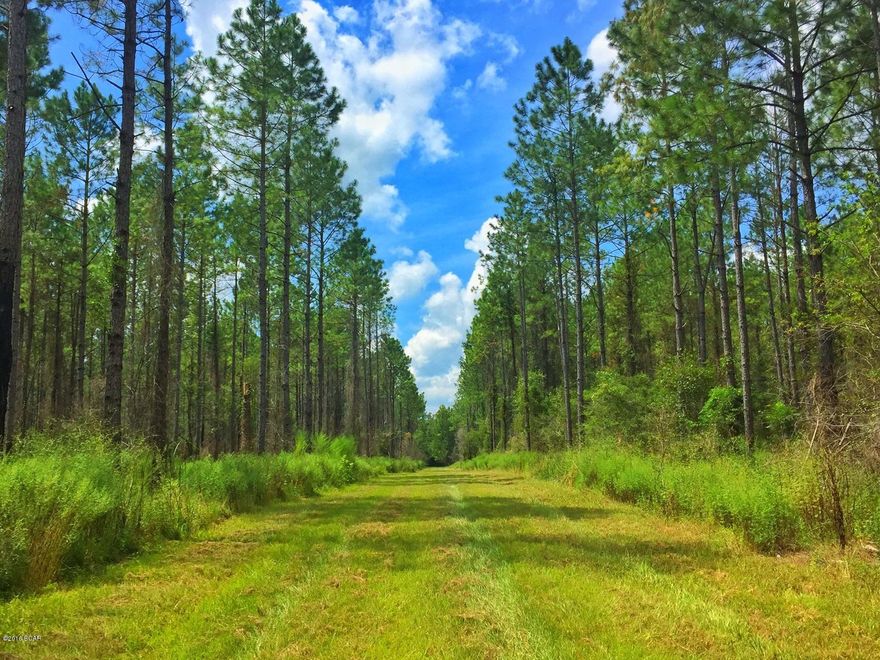 Valley Farm is a 729-acre timberland and recreational tract with over 400 acres of pine, 95% upland, 3 BR house, stocked pond, CRP income of over $21,000 annually, and flexible payment terms. Existing agricultural well for irrigation in farm conversion.



Valley Farm is located in Florida' s scenic panhandle, in western Jackson County between Marianna and Cottondale. The property is just a short drive from Panama City Beach, Tallahassee, and Dothan, AL. Antebellum architecture and historic sites dot the surrounding area, while modern agriculture and development progress towards the future. Many of Florida' s famed natural amenities are also nearby, including the Florida Caverns State Park, Blue Springs Recreational Area, and Three Rivers State Park at Lake Seminole.