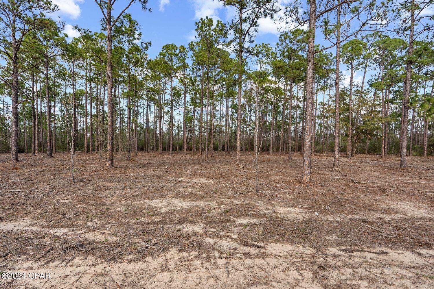 Buckhorn Creek - Land