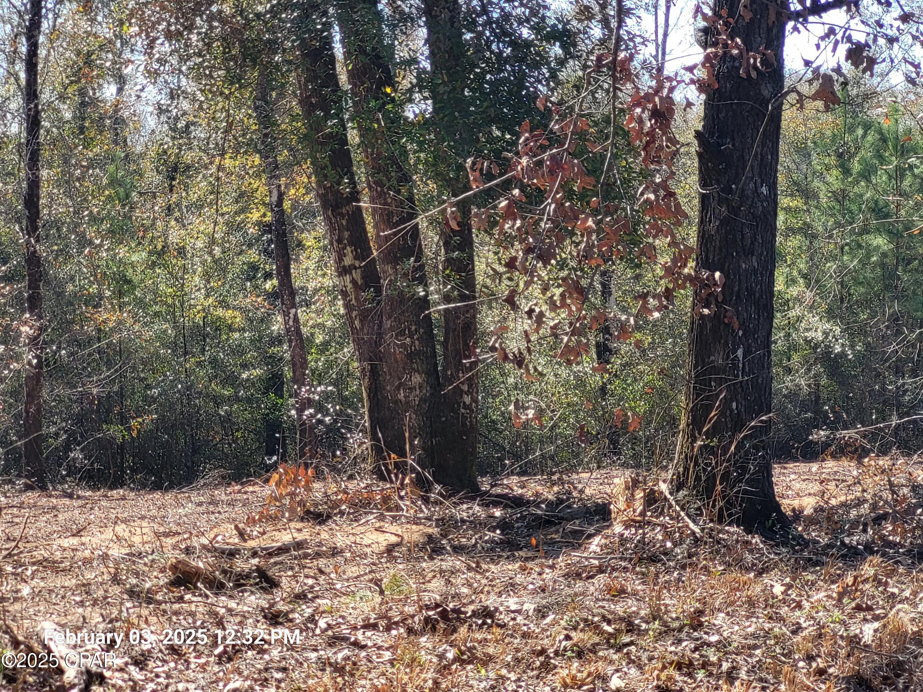 White Pond Plantation - Land