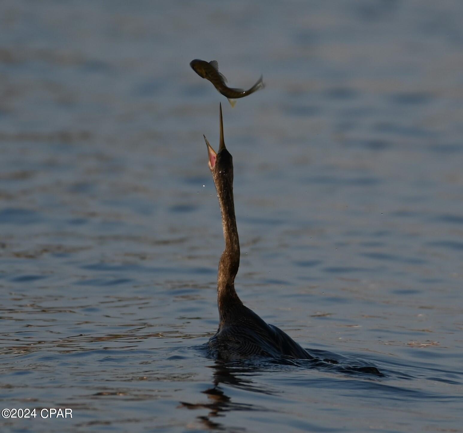 College Point 1st Add - Residential