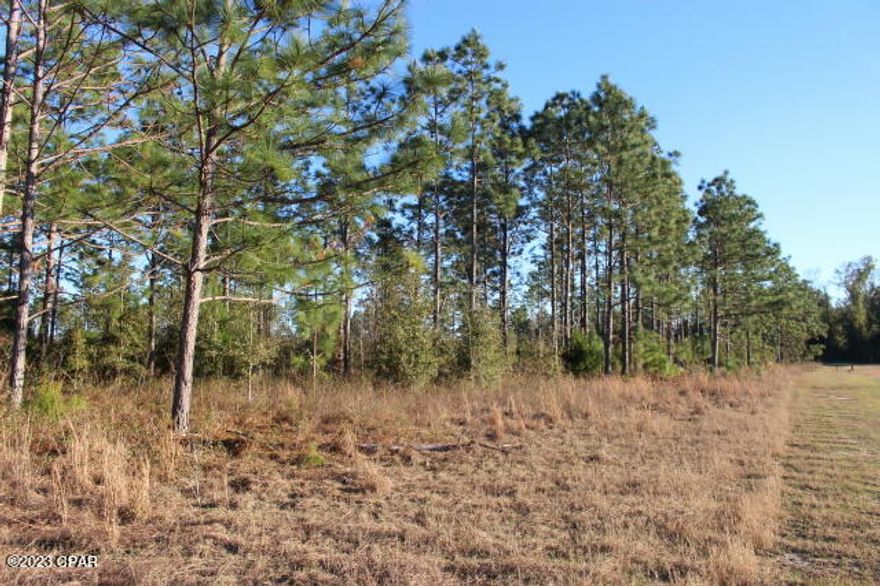 'CURRENTLY UNDER CONTRACT, SELLER ACCEPTING BACKUP OFFERS'  Wooded high and dry property loaded with pines that if you choose can be harvested.  Nice square shape that you can build right in the middle and loose yourself in privacy and seclusion. Town of Greenwood does have a waterline easement along the property line & hydrants on the westside.