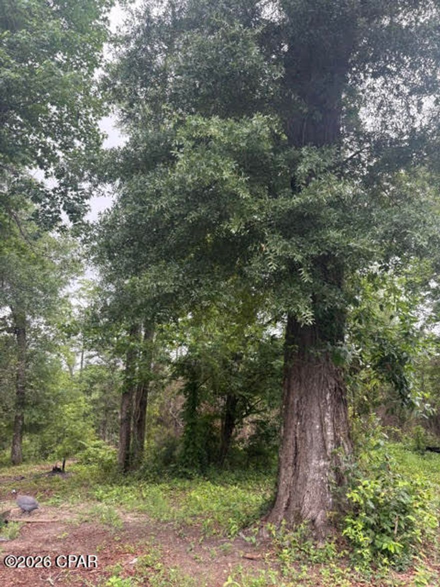 Over 7 acres of natural beauty located just east of Marianna. This corner property features a 3-bedroom, 1-bath home ready for renovation and restoration. Nature enthusiasts will appreciate the cypress pond, which attracts a variety of wildlife, creating a peaceful retreat-like setting. The seller reports a tupelo tree on the property, making it an appealing location for beekeeping. Whether you're seeking a homestead, hunting retreat, or private getaway, this property offers endless potential. With vision and effort, it can become your own secluded nature sanctuary.