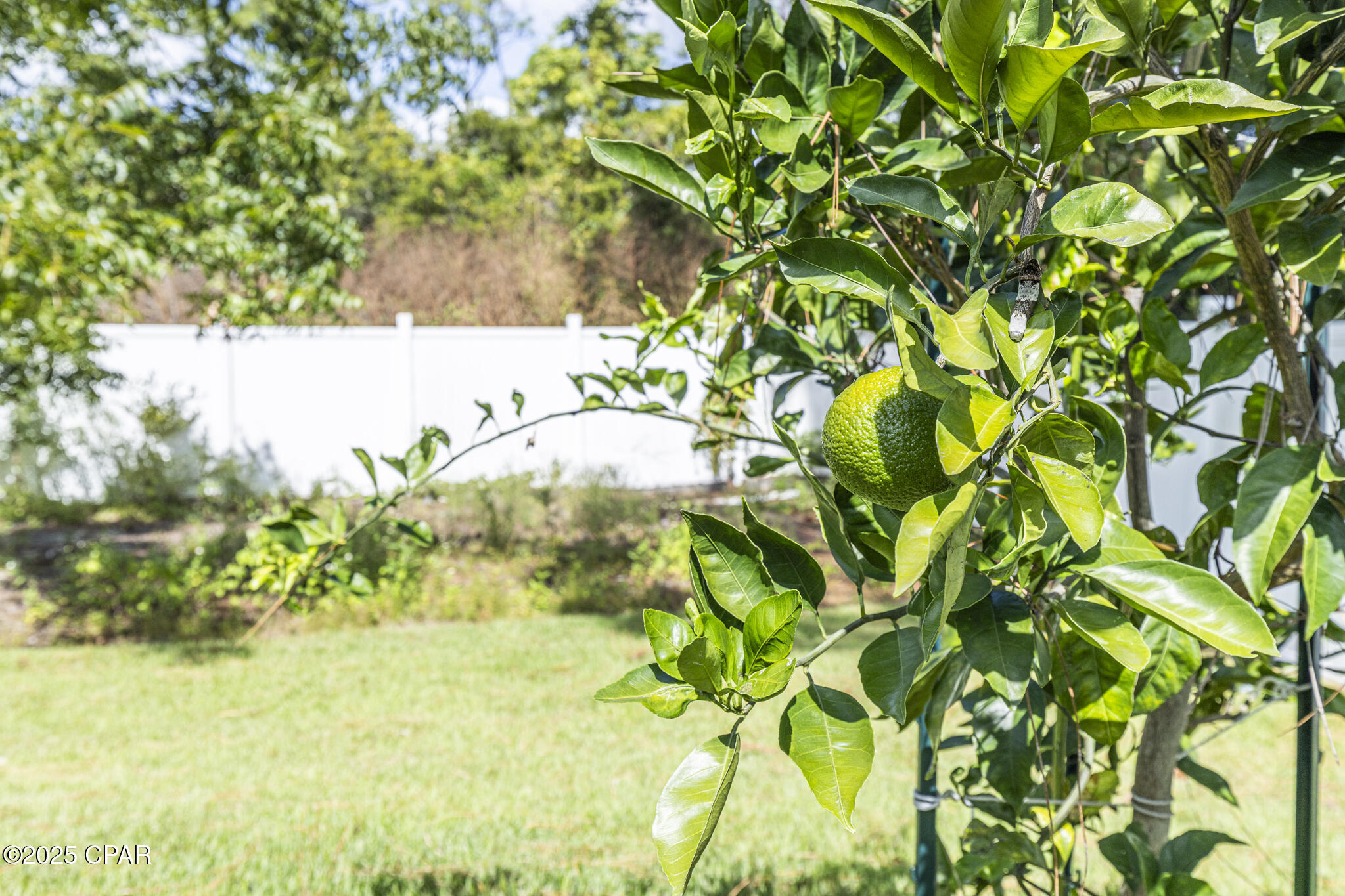 Palmetto Trace - Residential