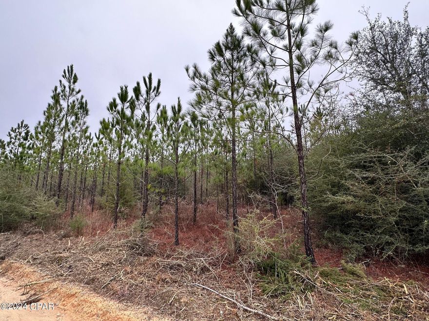 Dream Location for Country Living or Hunters Paradise either way you won't want to miss this opportunity! This Beautiful 12+/- Acres of prime land has so much to offer,Planted Pine- young pines. Bring your build plans, hunting gear, Horses and ATVS LOCATION LOCATION!!!! This Property has Easy Access to Panama City Beaches I-10, Hwy 79, and Hwy 90.DEED RESTRICTIONS. SEE DOCUMENTS