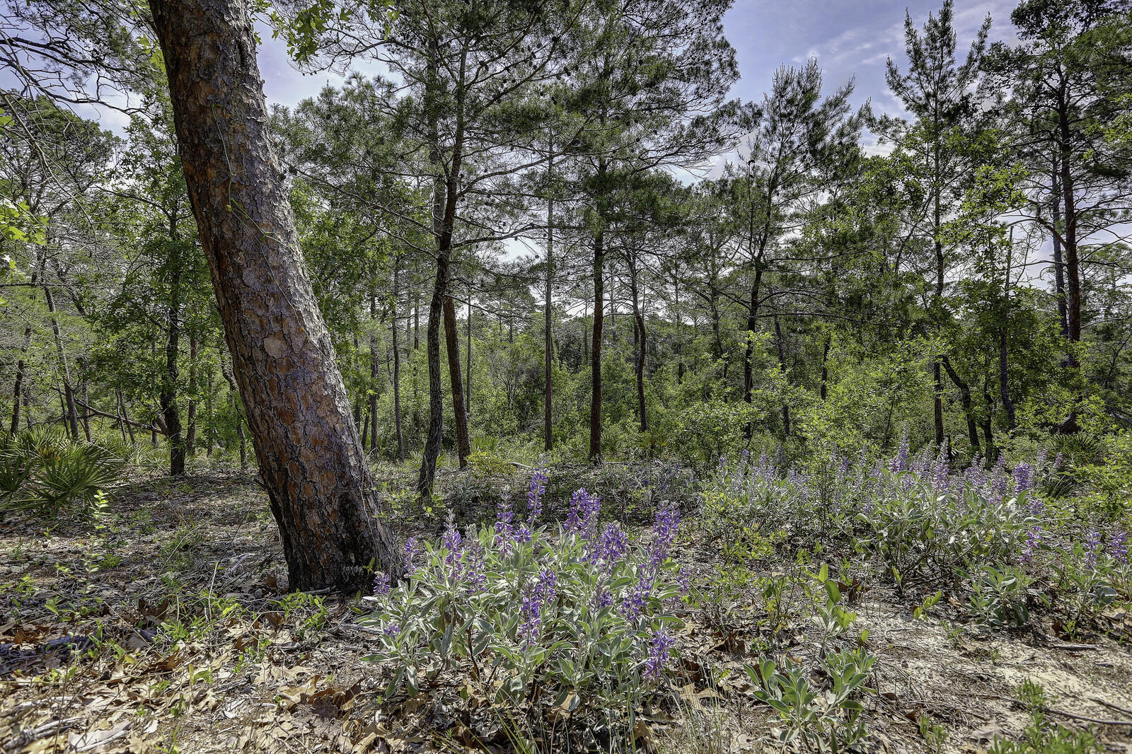 Wild Heron Phase XIII - Land