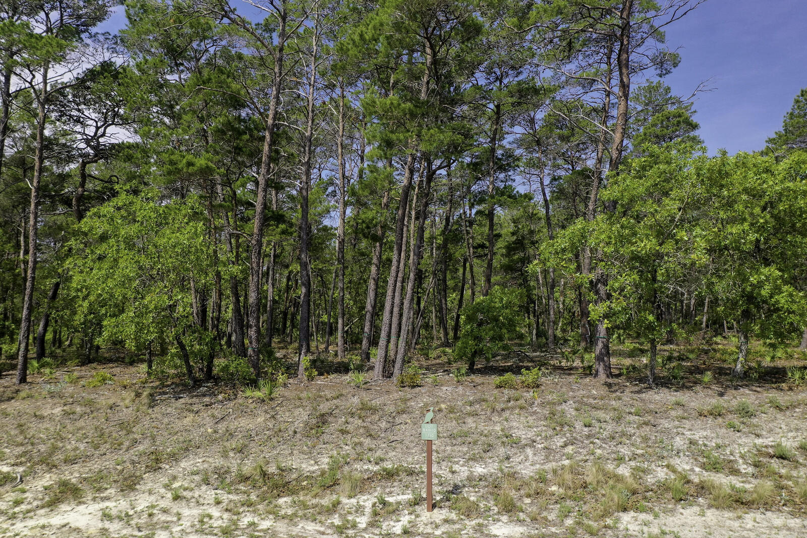 Wild Heron Phase XIII - Land