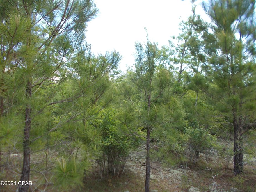 Great slightly wooded parcel no deed restrictions.