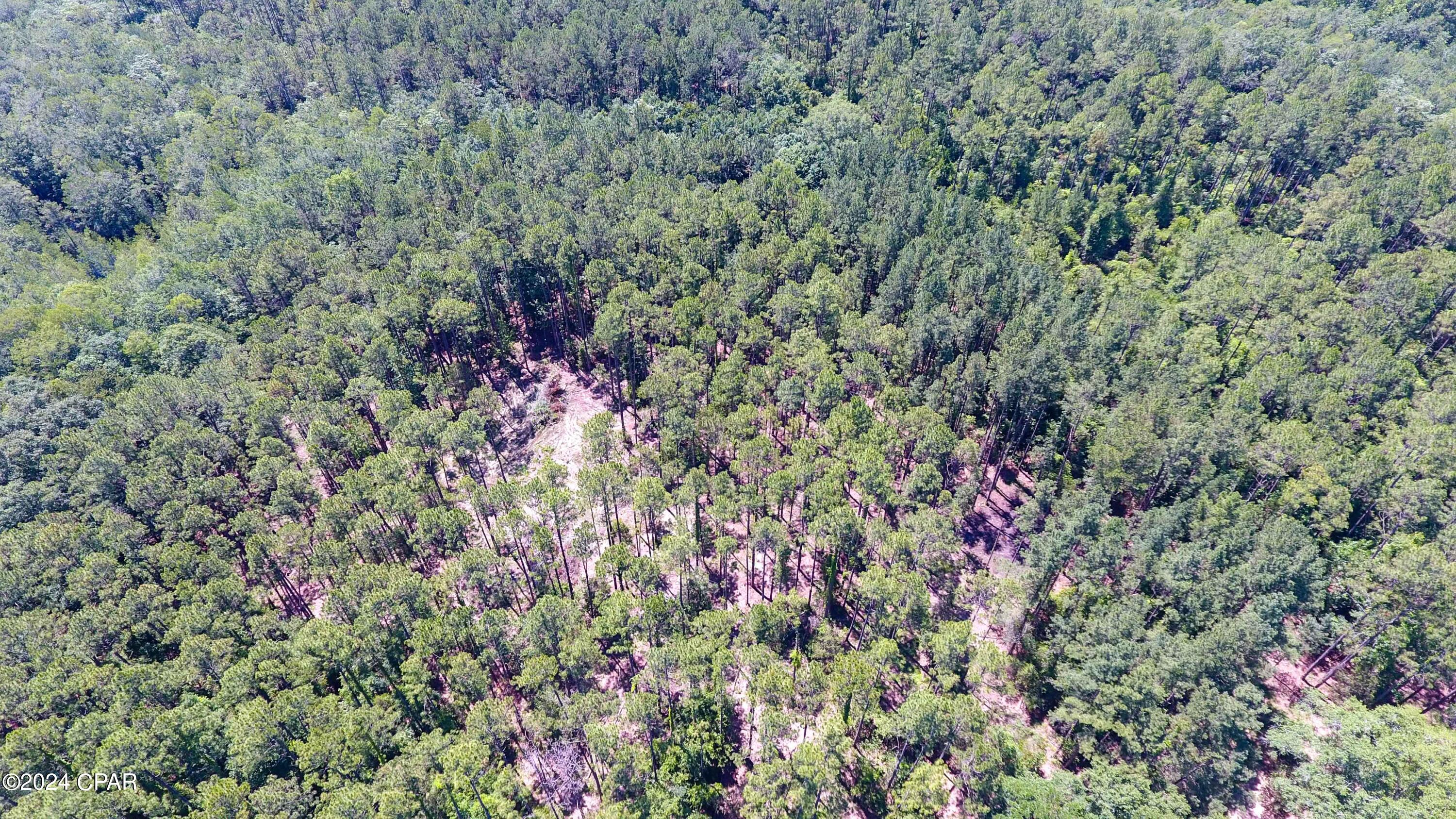 Canopy Crossing - Land