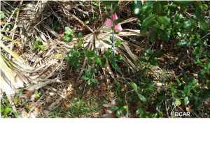 Riviera Beach - Land