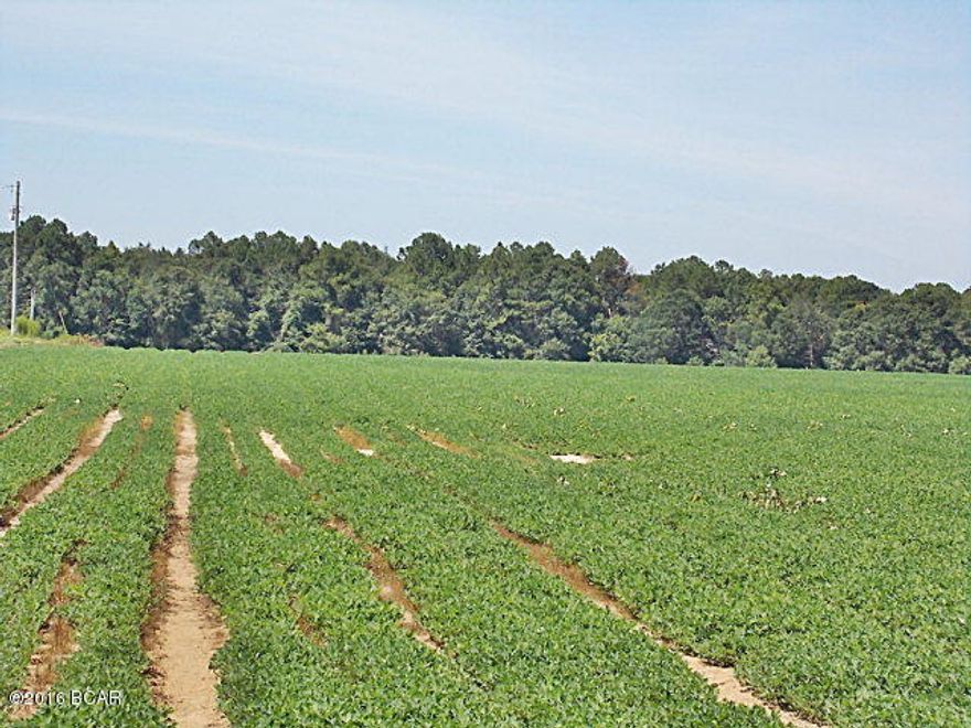 Nice level parcel of land in the country ideal for small farm or home site, this parcel in presently planted in peanuts and the farmer would need to get in his peanuts when they are ready.