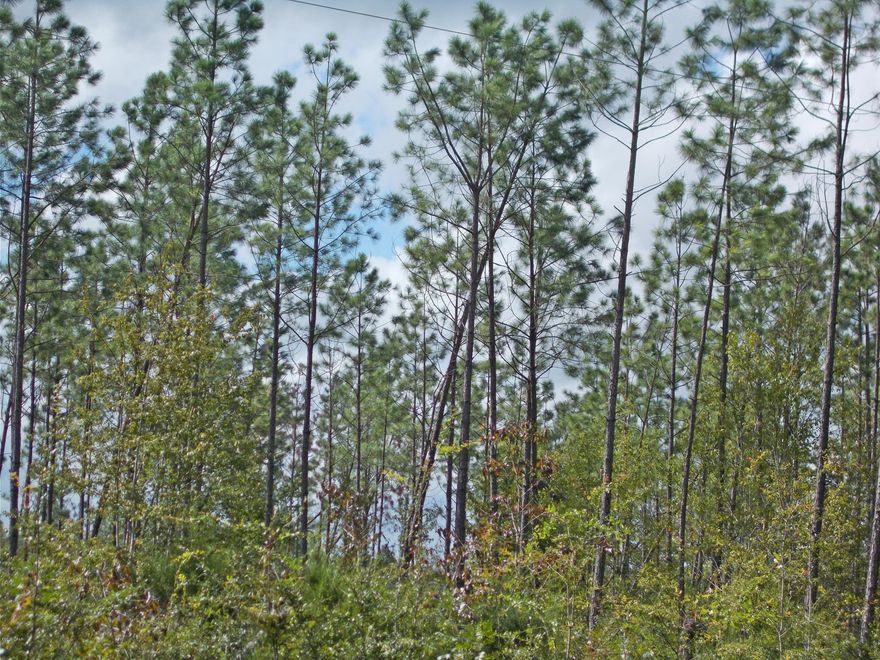 Ideal investment or turn it into farmland, this large parcel has planted pines on it about 8 years old. There is frontage on Ocheesee Pond and There is frontage  also on Gretna Hook, just minutes from the foot of Ocheesee Pond landing, The sellers will divide  the property, but not into small tracts . Call agent and go show.