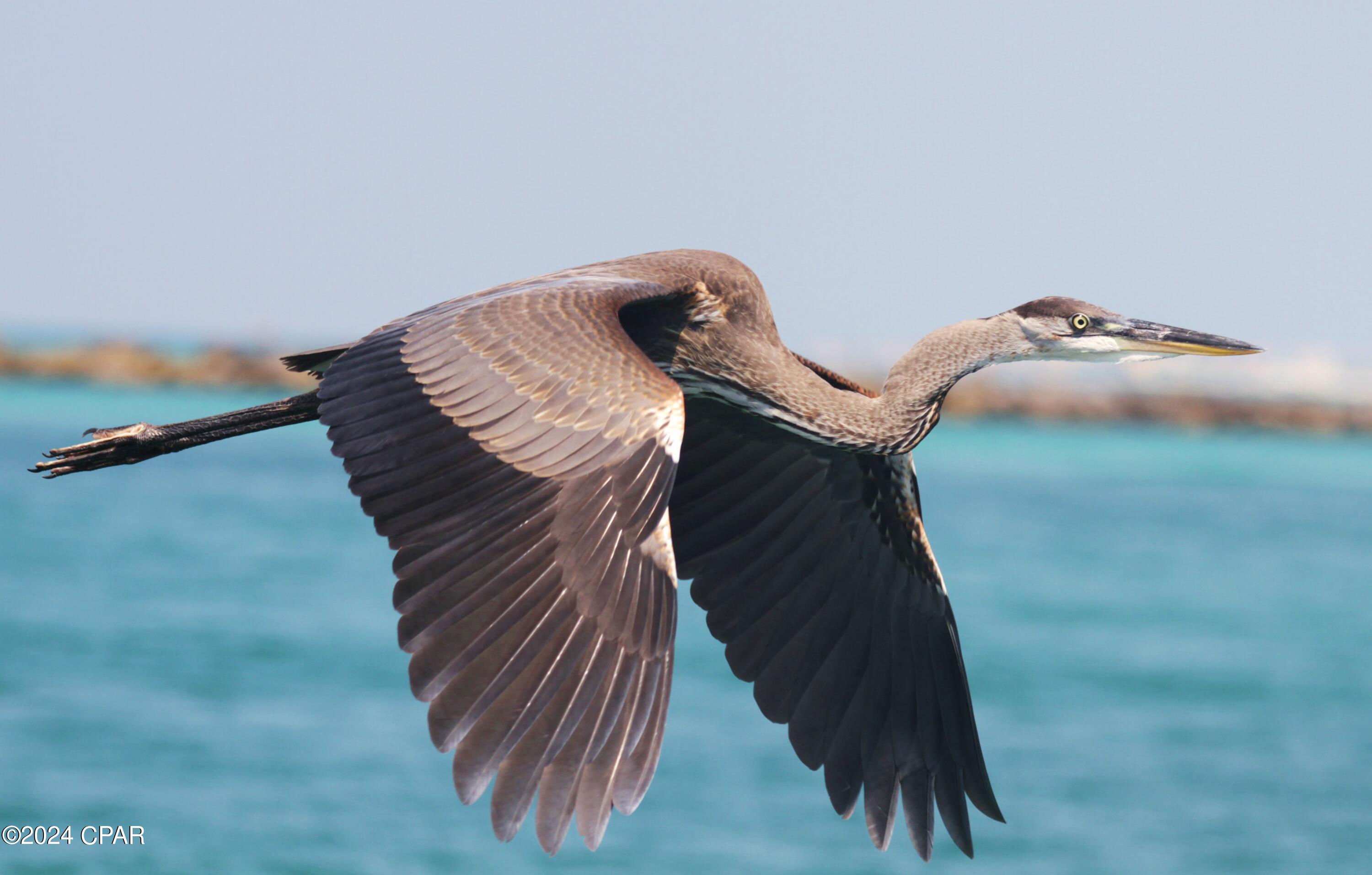 Bayside - Residential