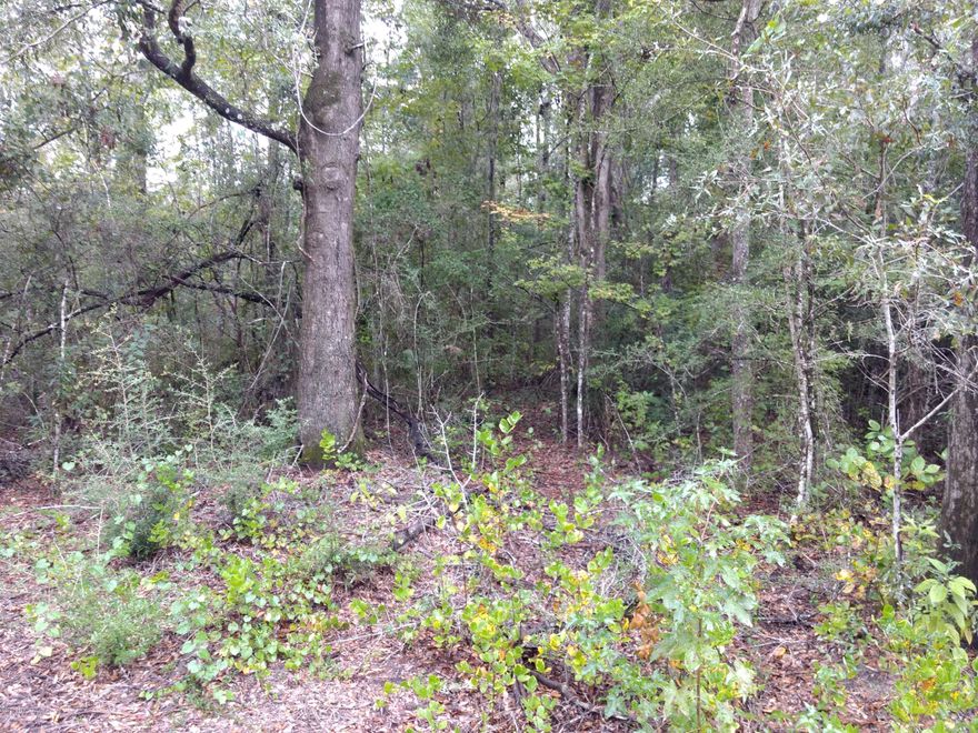 Wooded acreage , mostly high and dry. Could make a nice building site or hunting place.  Lots of big trees on this lot.  Only about 45 minutes from Panama City Beach.