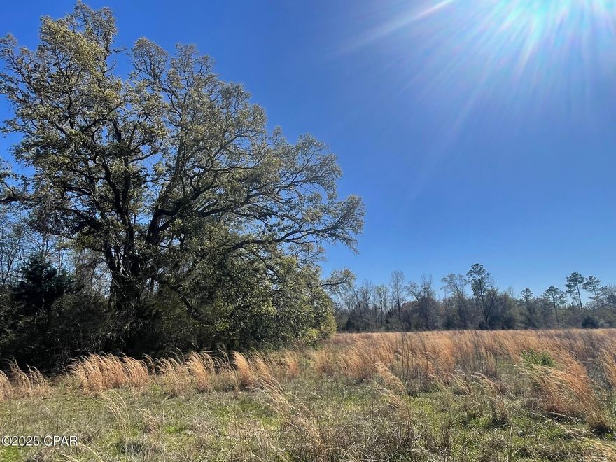 81+/- ACRES, fenced, cross fenced, ponds, road front. Property had pasture in the past but has grown up a bit. Would not take to much to get the grass reestablished. Homesites also.
Soil types are mostly Norfolk Loamy Sand, Tifton Loamy Sand, Lynchburg Loamy Sand, Bowie Loamy Sand and Goldsboro Loamy Coarse Sand. All great for pasture land.