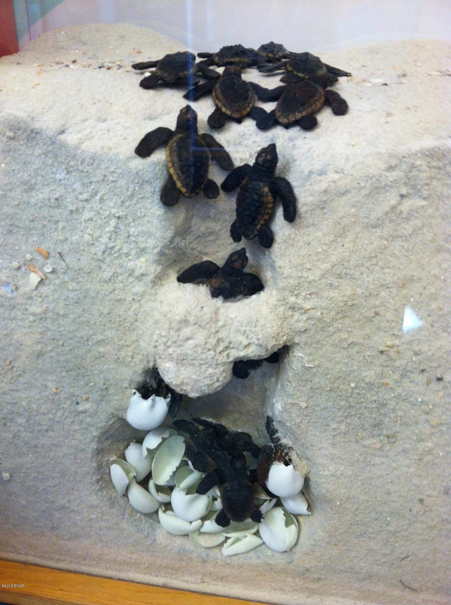 Rivercamps On Crooked Creek - Land