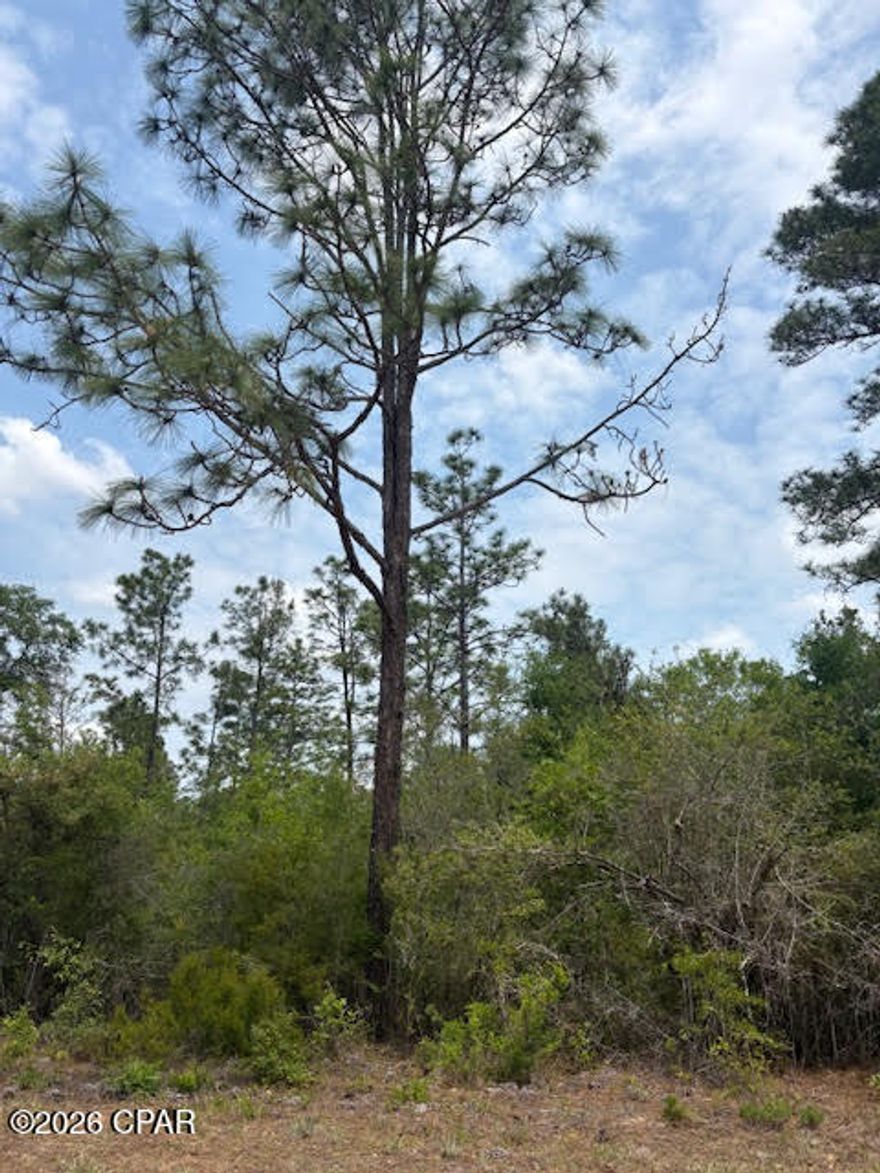 1 acre MOL wooded lot ready for your vision! Located in Compass Lake in the Hills, this property allows for custom-built homes or mobile homes, offering flexibility for your future plans. The POA is optional; however, joining provides access to community amenities. Conveniently situated just a short drive to Hwy 231, providing easy access south to Panama City and the beautiful beaches, or north to I-10. Enjoy nearby outdoor recreation with the Compass Lake boat ramp just minutes away for great fishing and boating opportunities.