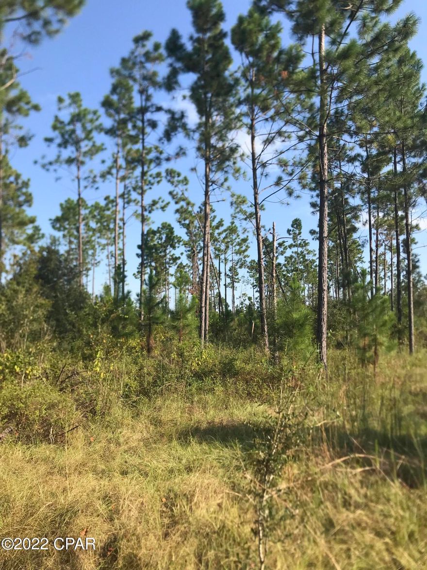 Currently Under contract - Selling will consider taking backup offers.  .  PRIME HUNTING LAND - REASONABLY PRICED.

40.0 acres located in a peaceful quiet area of Jackson County, Fl.   This property has large amounts of wildlife running on it.  Part of the land has  3-4 year old pine trees & land use is classified as Timber 2 & Timber 3 by the Property Appraiser.

If you have ever dreamed of Country Living, this property Includes some cleared areas also for you to build a home or set up a mobile home.

Call an agent today for permission to view.