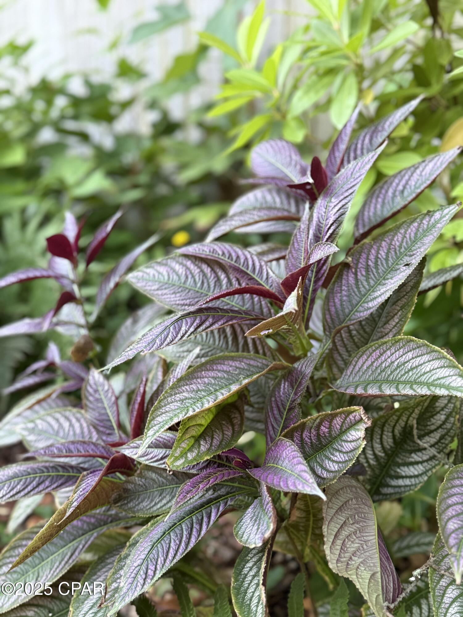 Laguna Beach Estates 1st Add - Residential