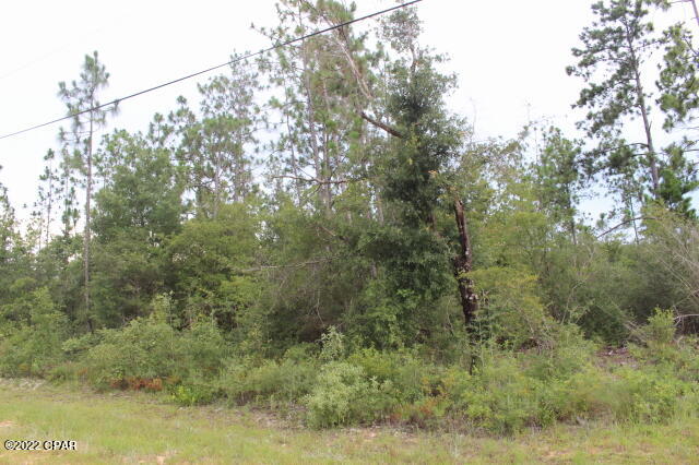 Buckhorn Creek - Land