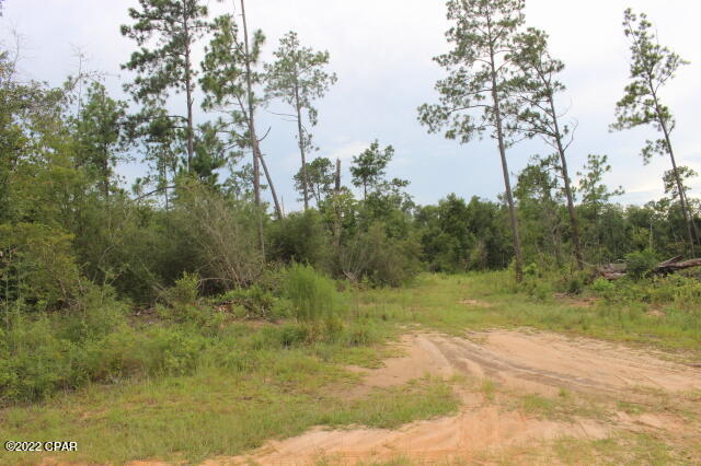 Buckhorn Creek - Land