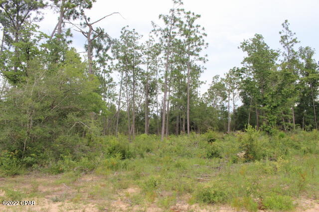 Buckhorn Creek - Land