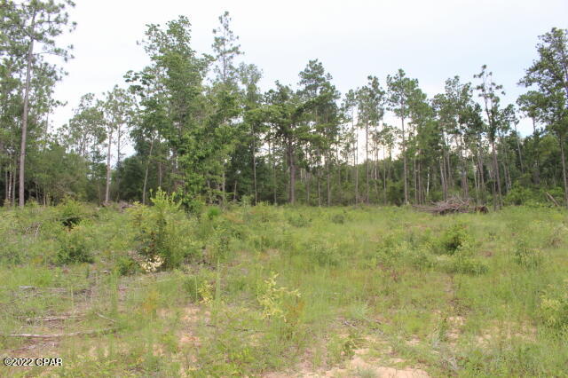 Buckhorn Creek - Land