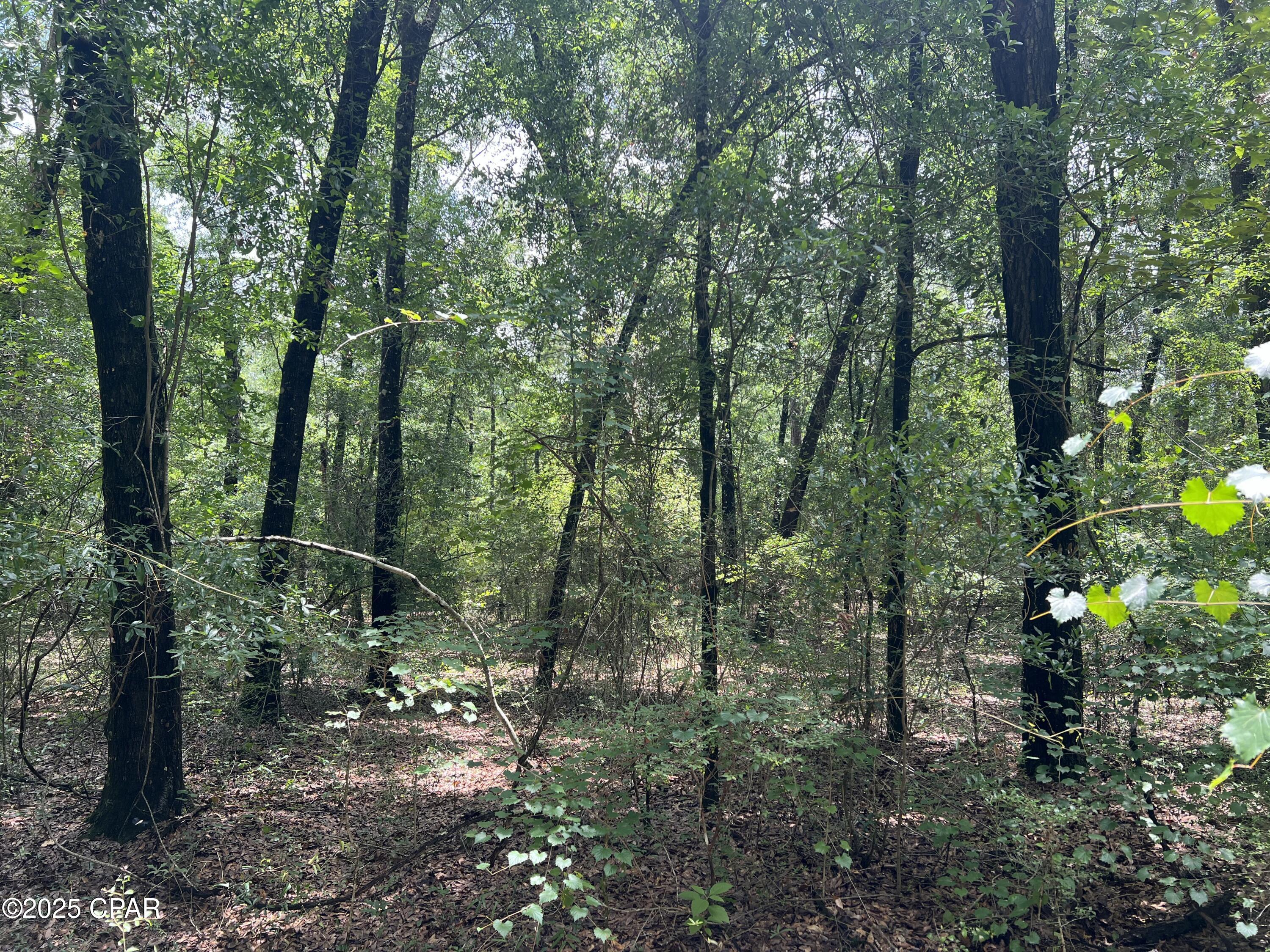 Dogwood Lakes - Land