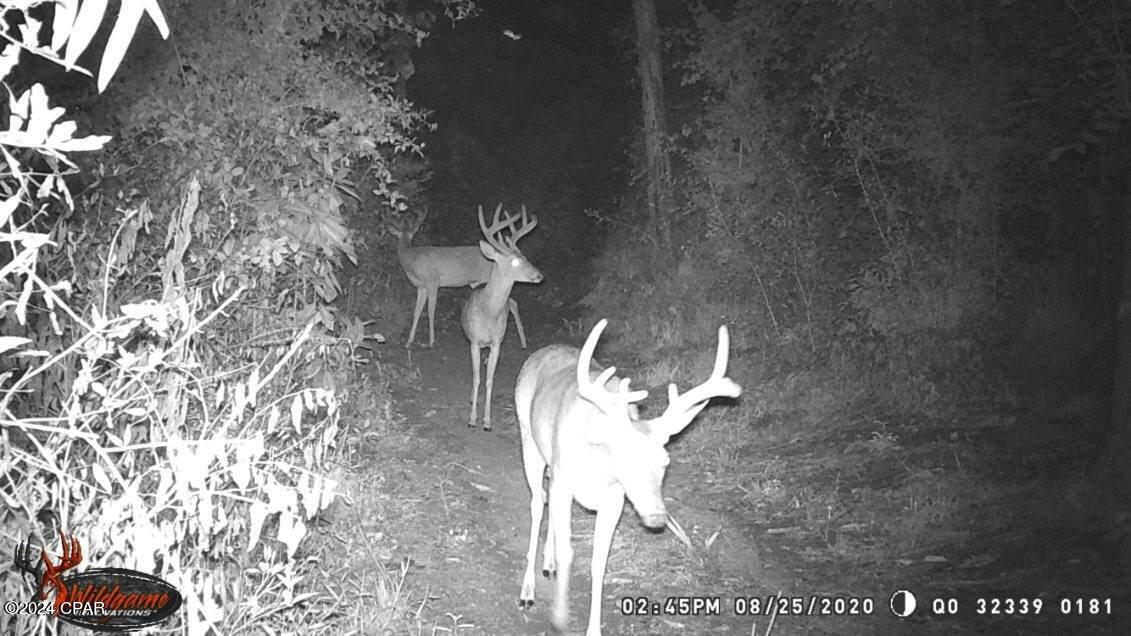 Merritt Heights - Land