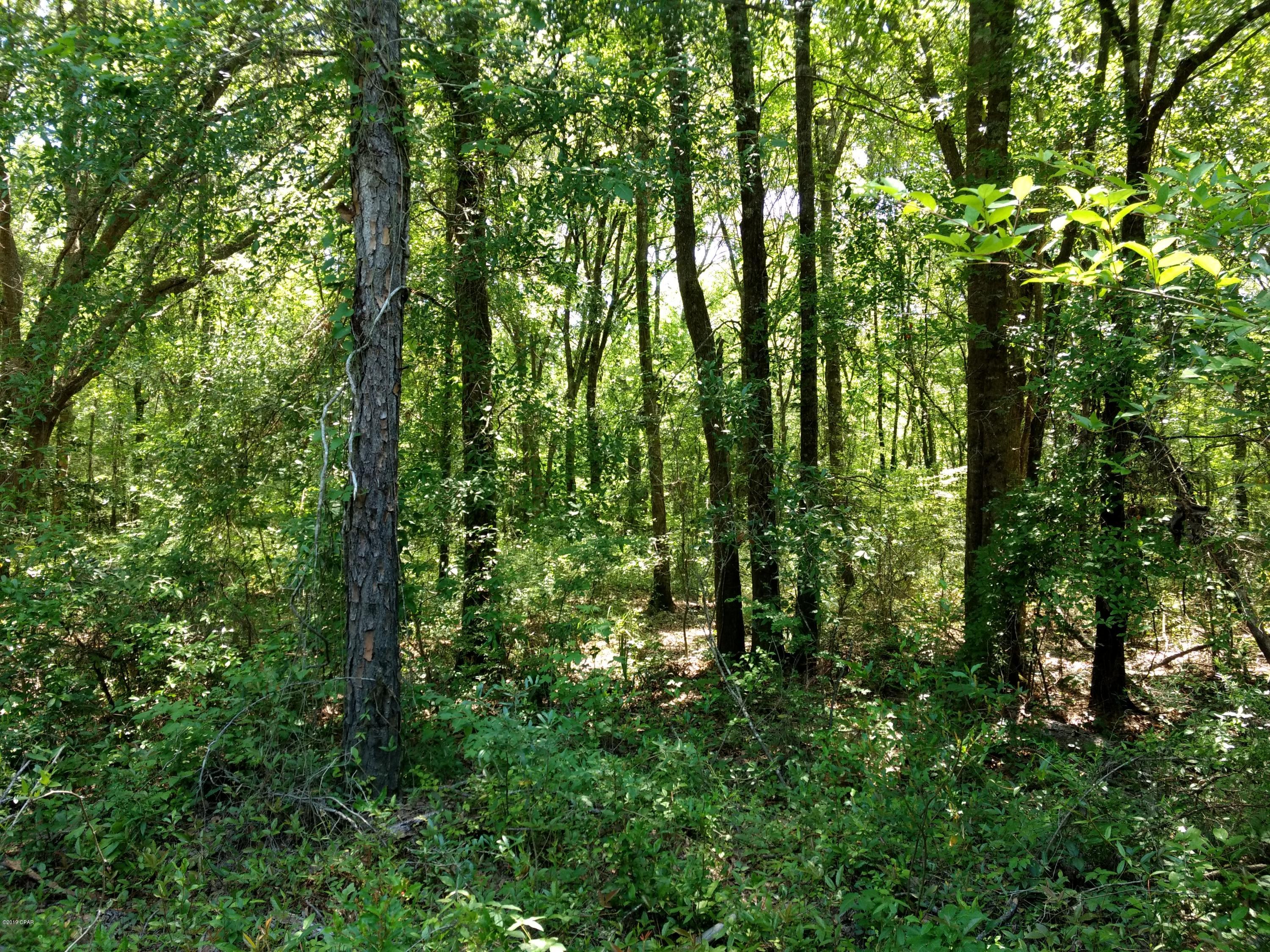 Caryville Campsites - Land