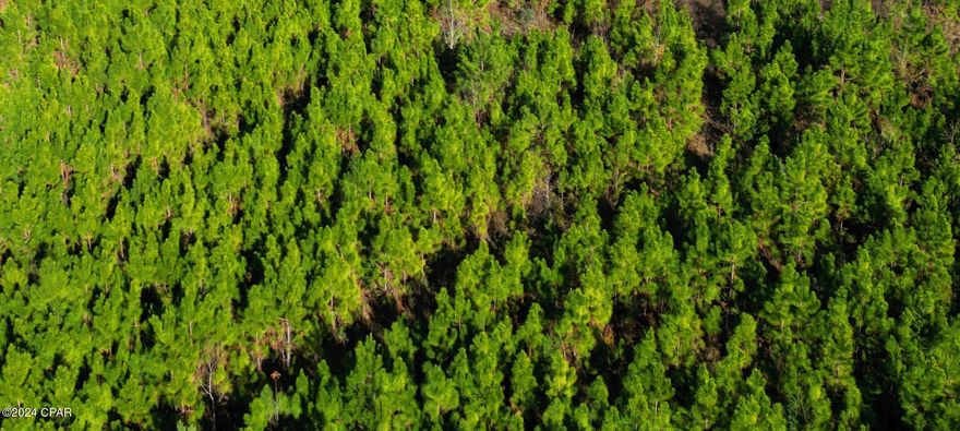 Escape to the tranquility of nature with this exceptional wooded lot in the Lake McKenzie Homes Subdivision. Nestled within a serene, tree-filled landscape, this vacant parcel offers the perfect opportunity to build your dream home surrounded by towering pines and the calming beauty of nature.  This property provides privacy and seclusion without sacrificing convenience. With scenic Lake McKenzie nearby, make this property yours and start planning the wooded retreat you've always wanted!