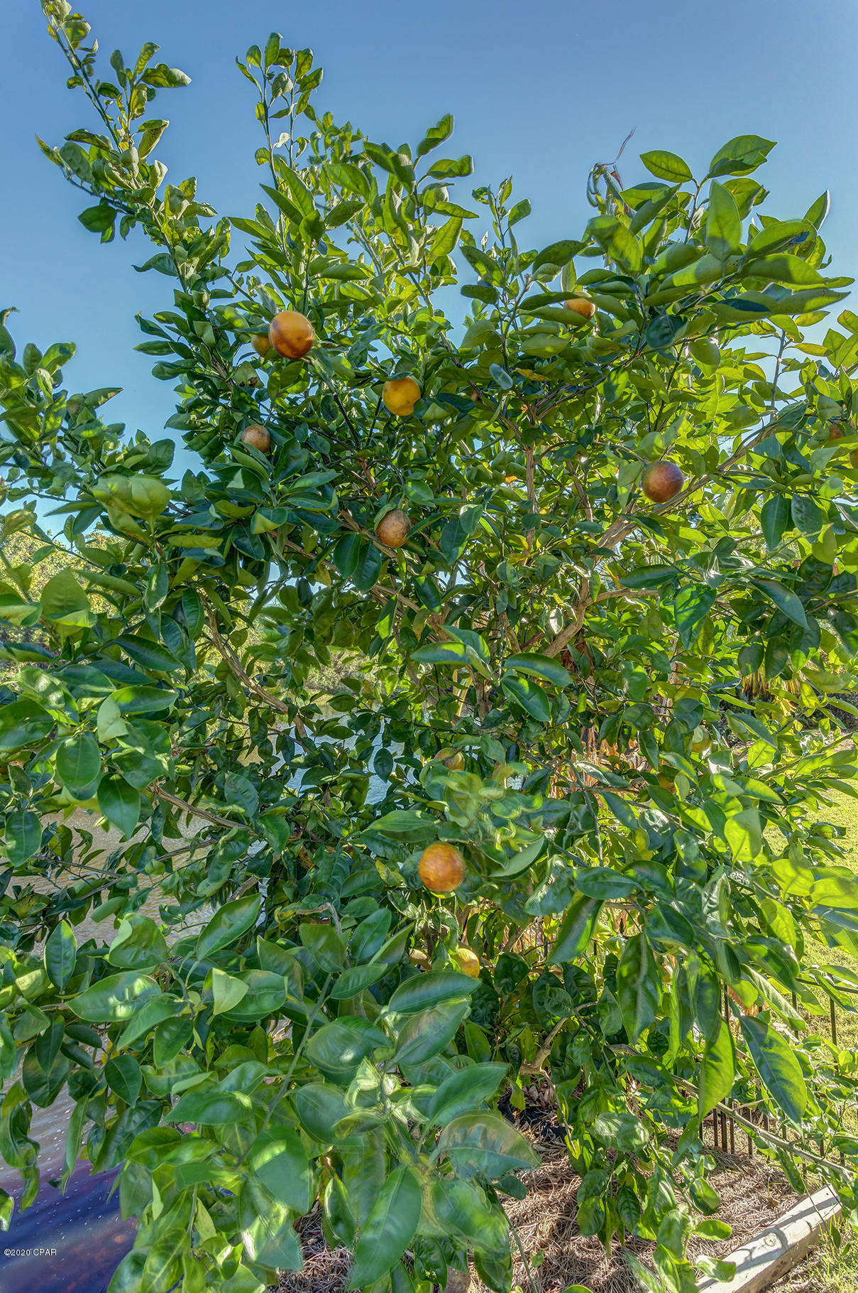 Legend Place Condos - Residential