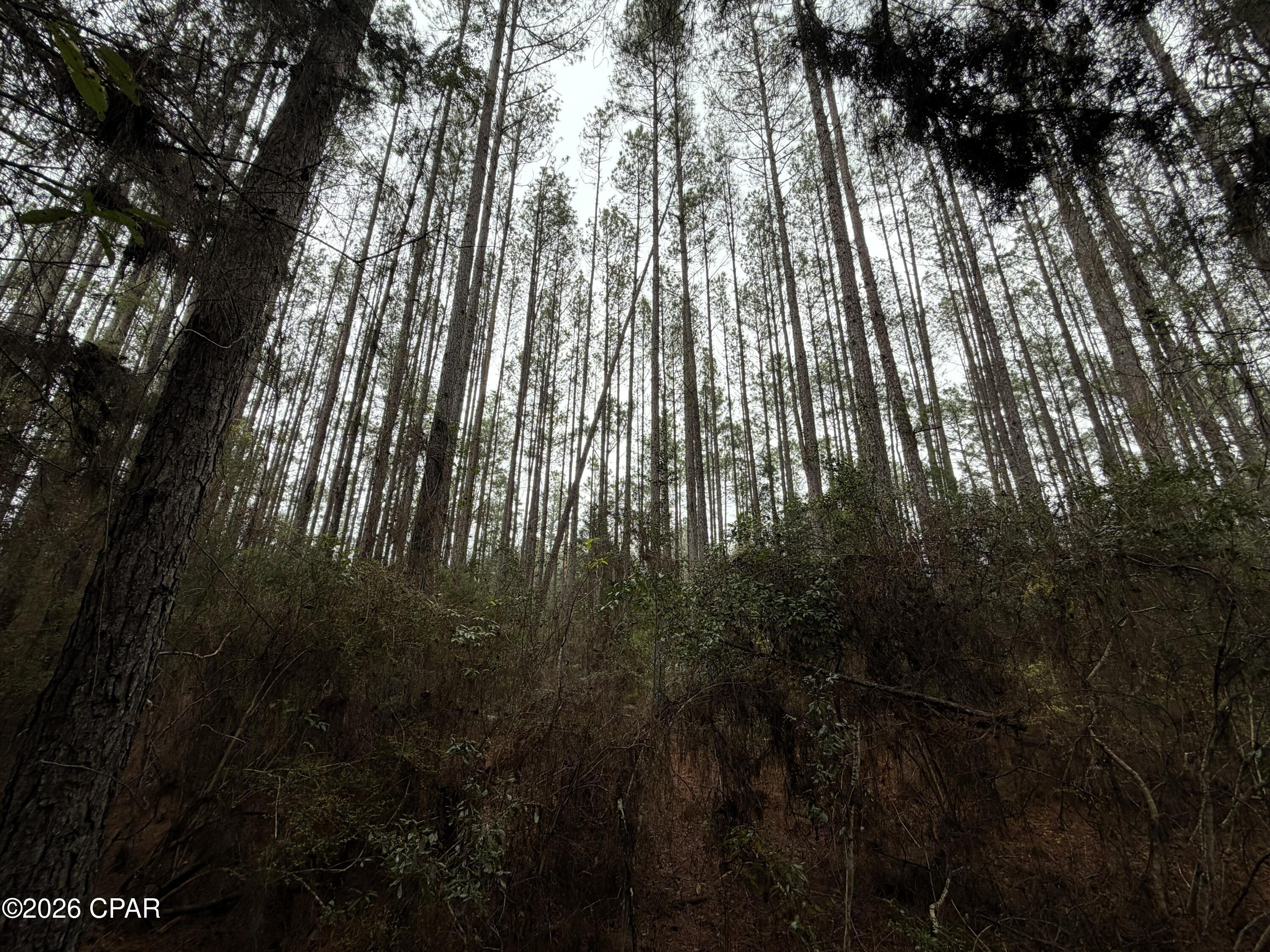 Canopy Crossing - Land