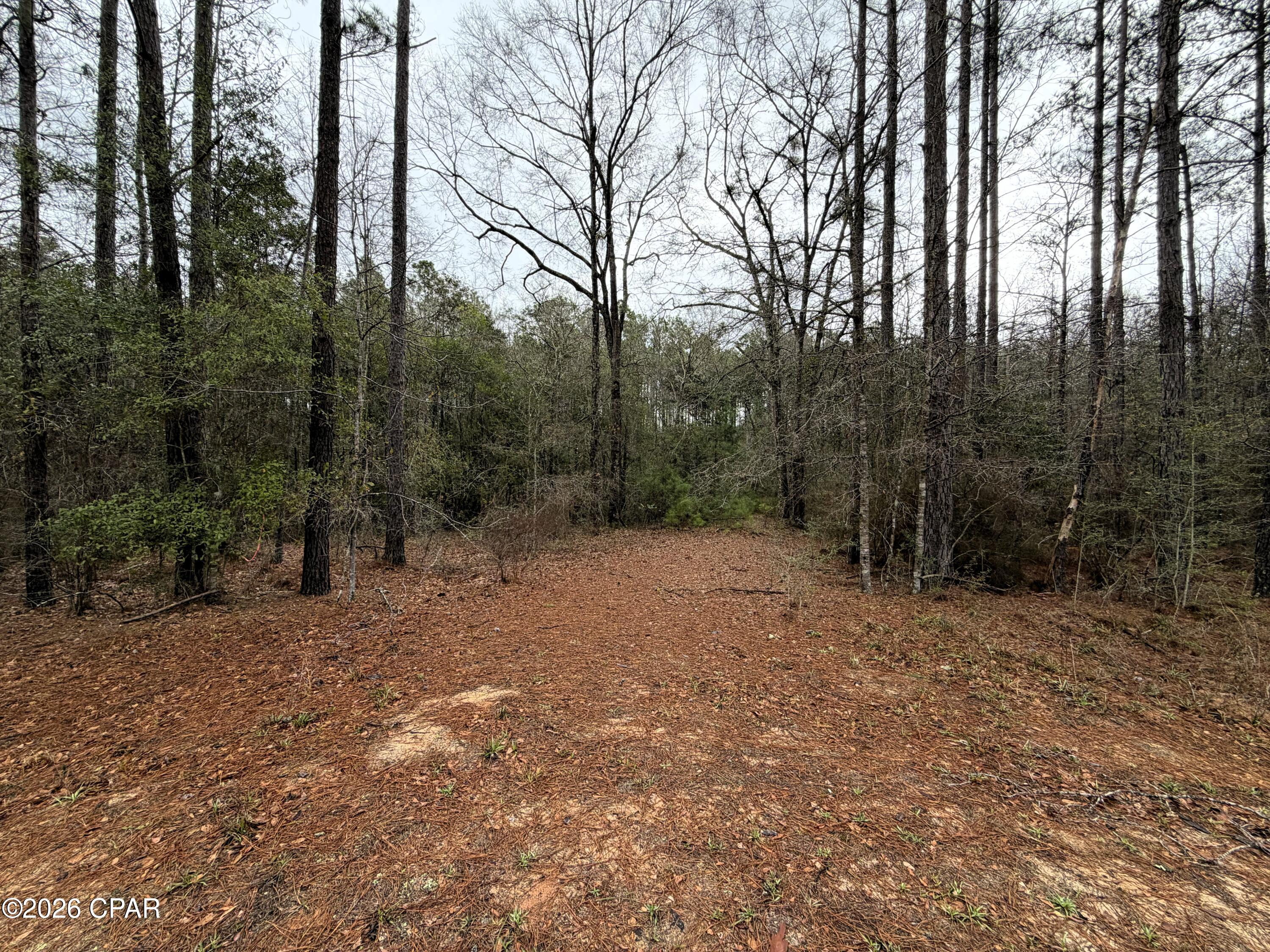 Canopy Crossing - Land