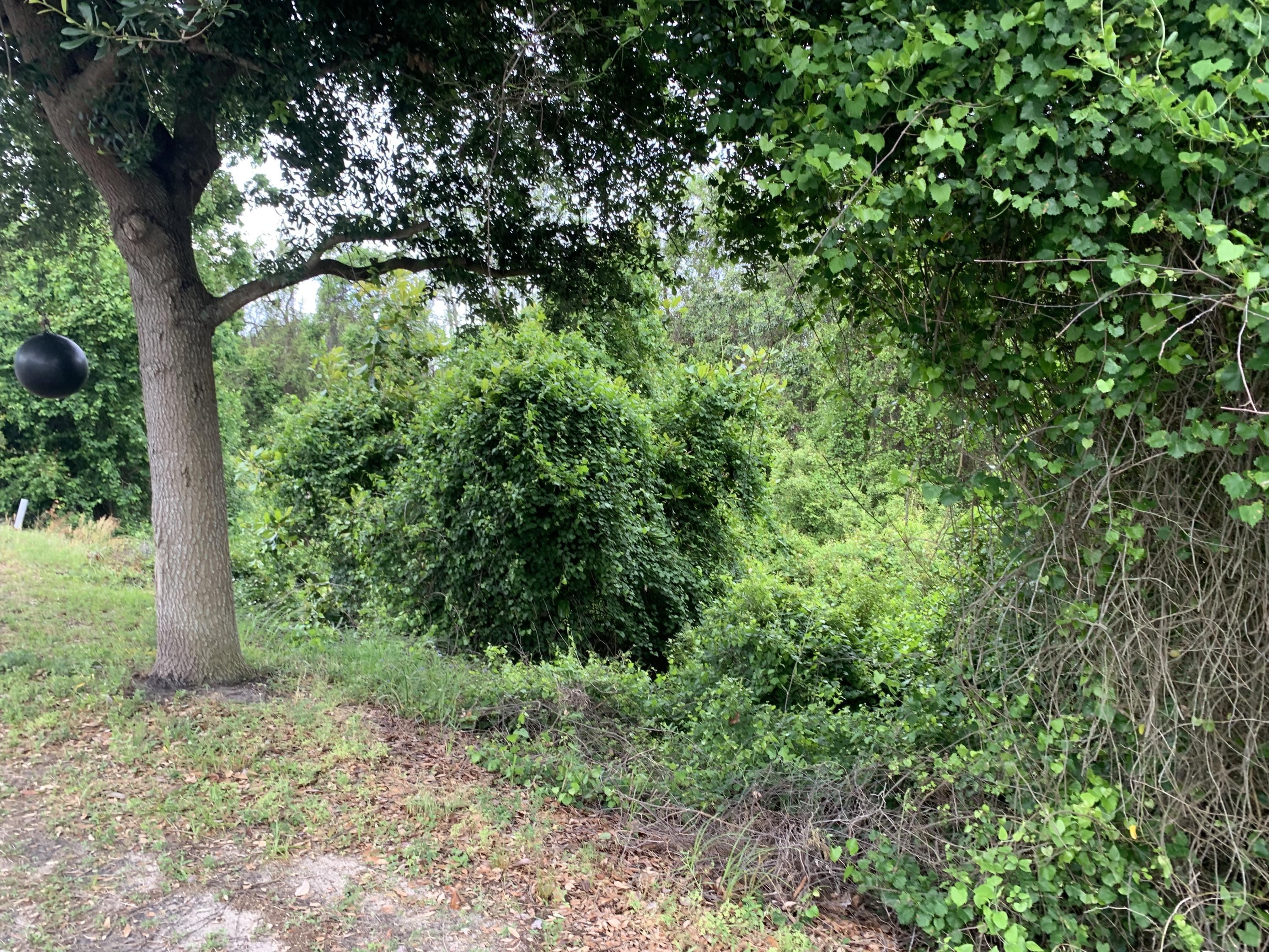 Summer Breeze - Land