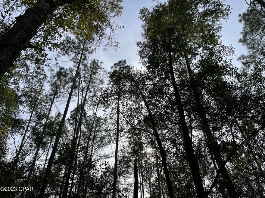 Here is a great opportunity to own a high and dry spacious lot in picturesque Bonifay, Florida.  You'll love the country living on this private parcel that has no restrictions.

This is a beautiful area to build your forever home and lasting memories with family and friends!  Call today for more information and to schedule a private showing.  

Additional information:
* 6 miles to Bonifay, FL
*35 miles to Dothan, AL
*50 miles to Panama City, FL