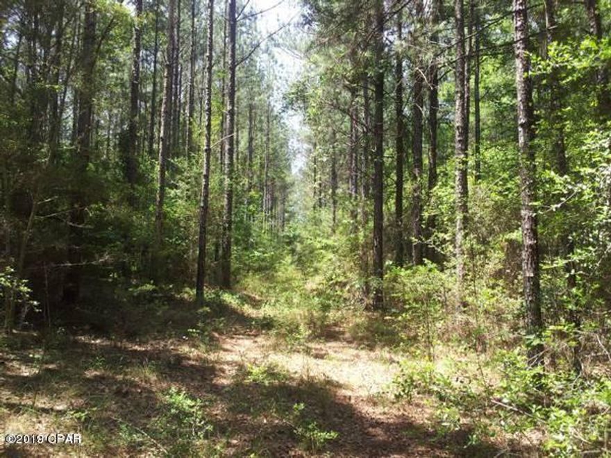 Beautiful lot in the Reedy Creek sub-division. Lightly wooded, would make a great building lot. Lots of deer and wildlife in this area. Under ground electric to each lot, already in place. Lots have restrictions to protect land owners.