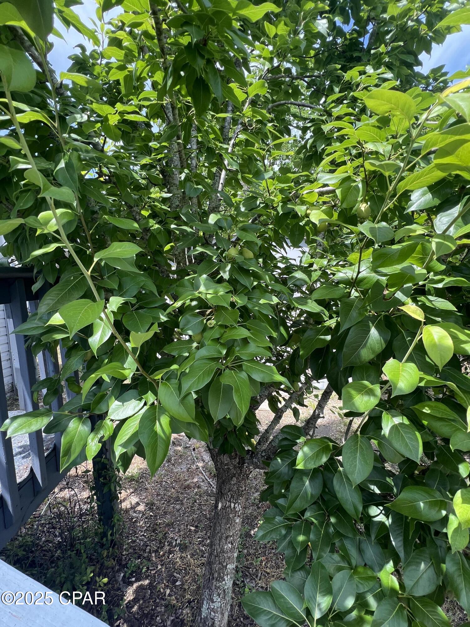 Oak Lane Phase #1 - Residential