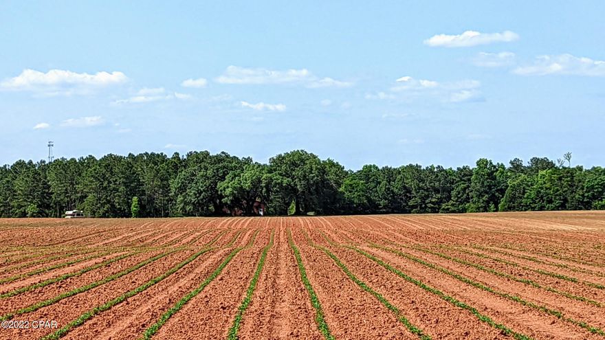 Nice farmland just off of a paved road. Great place for a mini farm with excellent soils.