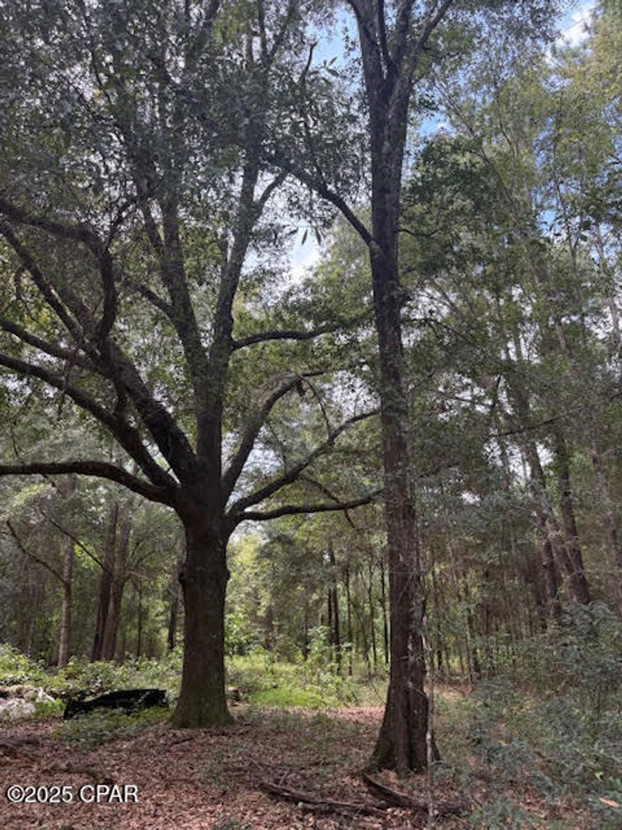 Beautiful 20 Acres MOL of Level, Wooded Land with Old Homestead  A rare opportunity to own a serene 20-acre (MOL) property just 30 minutes from Tallahassee, offering the perfect blend of privacy, nature, and convenience. This level, wooded parcel is not in a flood zone and features an old pecan grove, mature oak and pine trees, and a spring-fed pond stocked with fish. The property includes an existing well and septic system, and multiple potential homesites offer flexibility for your dream home, weekend retreat, or hunting cabin.  Once a working homestead, this land is rich with history and natural beauty—a haven for nature lovers and avid hunters alike, teeming with wildlife. Located in a quiet, peaceful area with room to grow, yet close enough to Tallahassee's shopping, dining, international airport, and the state capital. Don't miss your chance to own a slice of Old Florida paradise!