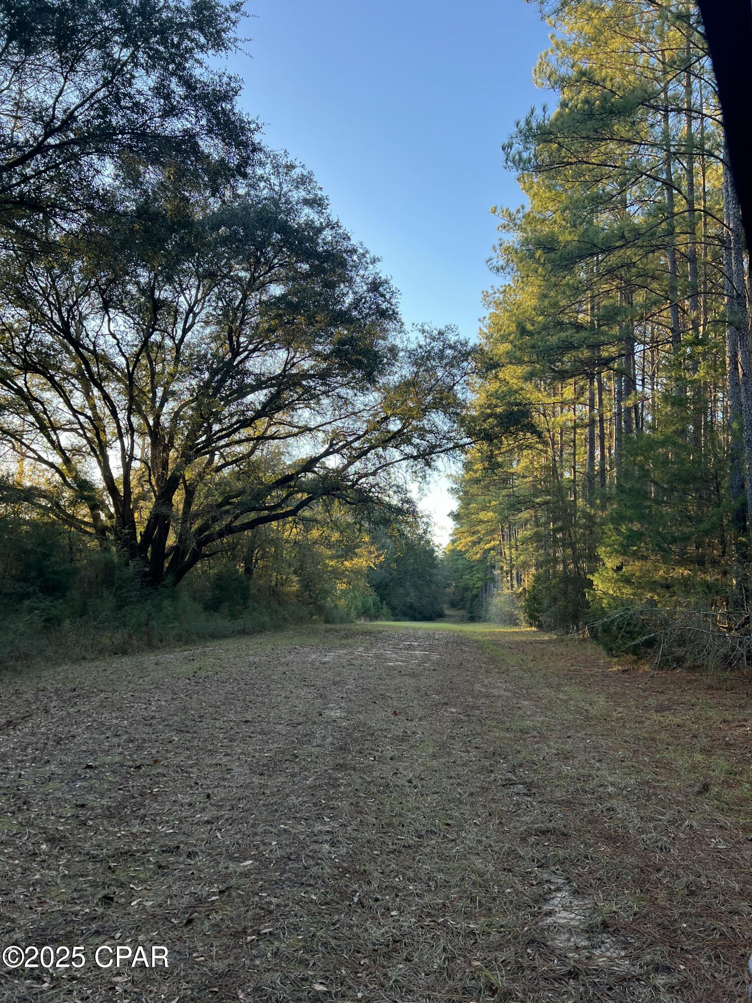 Canopy Crossing - Land