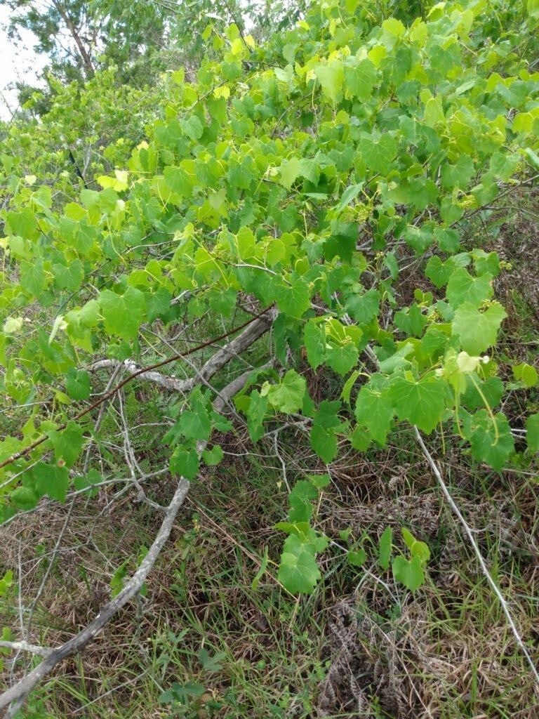 Compass Lake In The Hills - Land