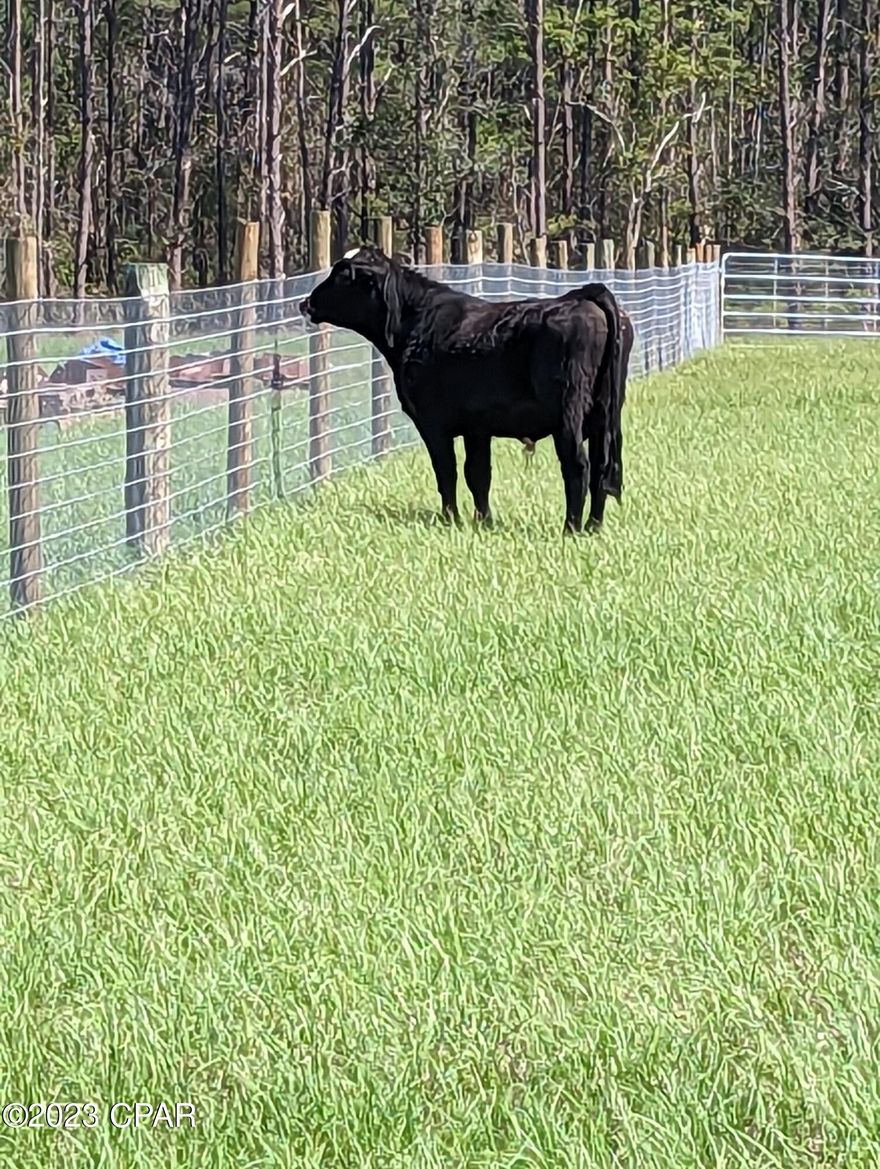 30+ Acres Improved Land, cleared planted in Tifton 9 Bahia for two years, perimeter fenced, two 10 acre pastures fenced, 65' shallow well, underground power, 50x75 barn, 80x100 barn waiting to go up, Cows, zoned agriculture, paved road to entrance of land