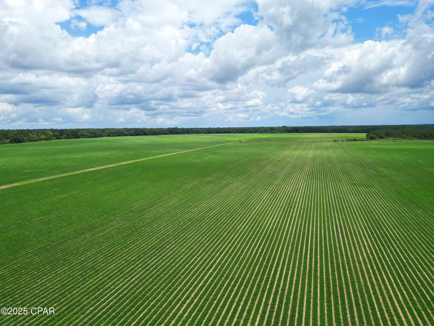 This income producing farm along HWY 90 and Hough Farm Rd is rich in usable farmland as well as planted pines and recreation.  Enjoy some of the most fertile grounds Gadsden County has to offer as well as easy access along 2 road frontages.  Located just over 4 miles from the Georgia line as the crow flies, and 5 and a half miles off Interstate 10, this property affords you the best of both worlds of income producing row crops as well as access to transportation.   Approx 250 acres in cultivation with another 18 acres that could be converted back quickly into cultivation.  Recent survey on file.  Call today for your appointment!!
